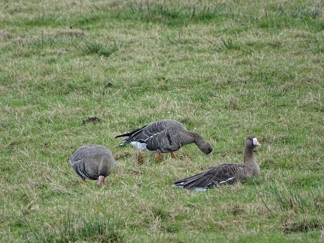 灰熊防守强 灰熊防守强